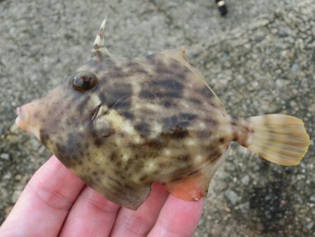 カワハギが絶好調 と言ってもサイズはまだま…