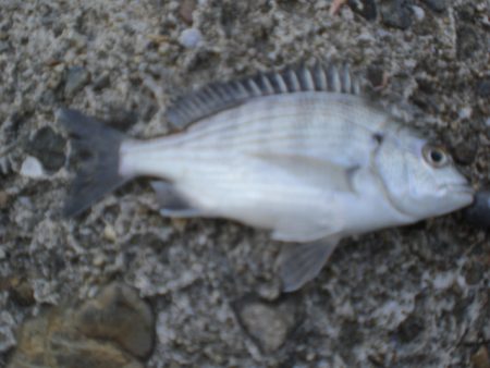 サヨリが居ない