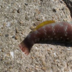 久しぶりの林崎漁港