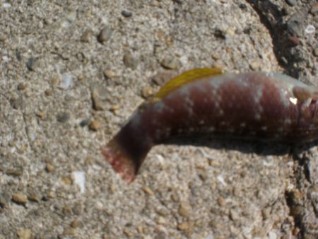 久しぶりの林崎漁港