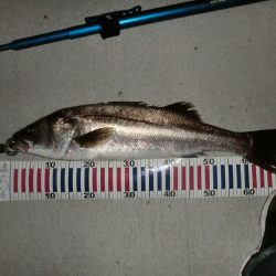 今日も行ってしまった