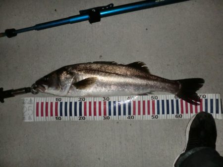 今日も行ってしまった