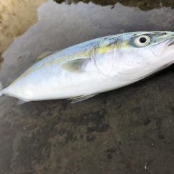 ショアジギ好調！