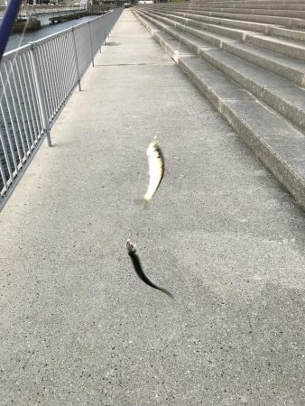 ママカリ  好調