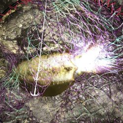 秋アオリイカヤエンで600g⭐︎