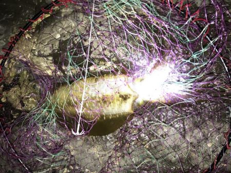 秋アオリイカヤエンで600g⭐…