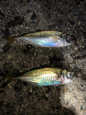 のんびりサビキ釣り