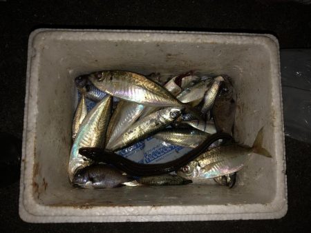 ちゃっちいのがたくさん