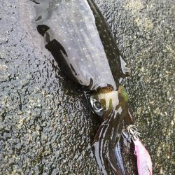 初、蒲入でエギング