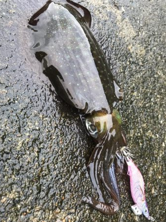 初、蒲入でエギング