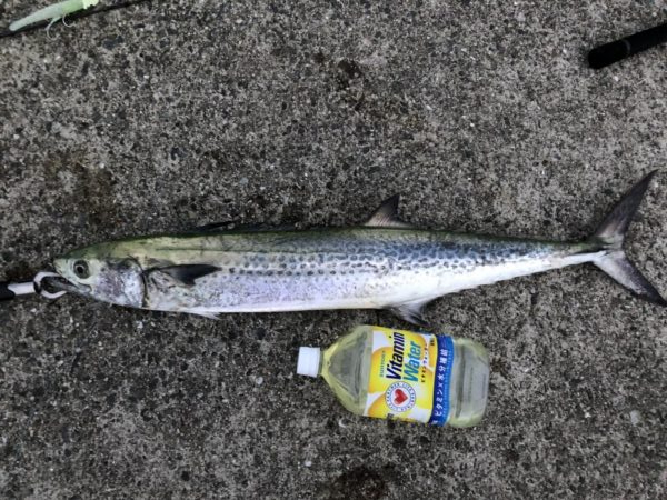 サワラ、ハマチ、タチウオ！