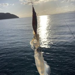 アオリイカ成長中