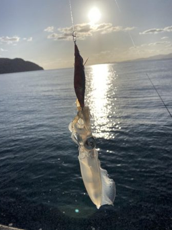 アオリイカ成長中