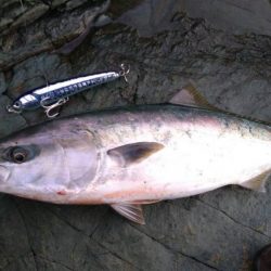 トップでハマチ