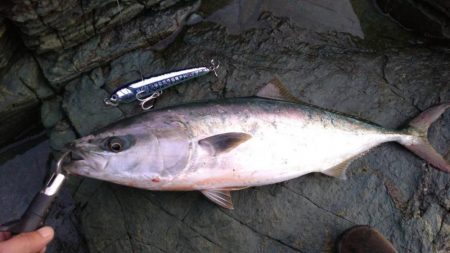 トップでハマチ