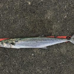 和田坊しか行けなくて