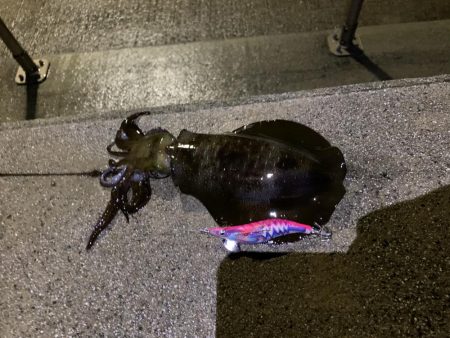 アオリイカ紀行