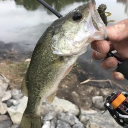 城北ワンド　調査釣行
