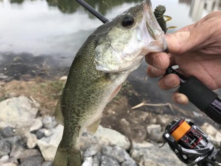 城北ワンド　調査釣行