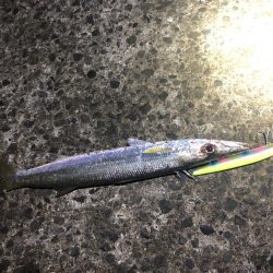 シーバス狙いでカマス