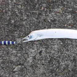 ハマチはお留守