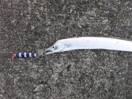 ハマチはお留守