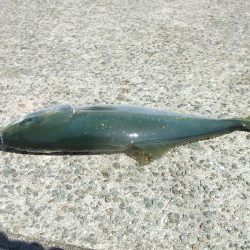 サヨリ釣れず、ハマチ４５，４１㎝他