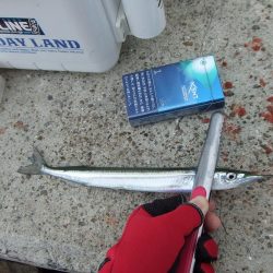 南芦屋浜　満足のサヨリ釣果