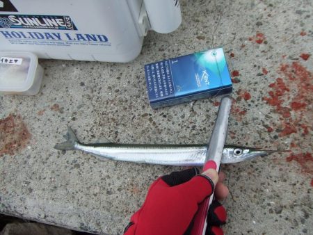 南芦屋浜　満足のサヨリ釣果