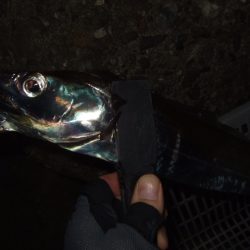 まとまった群れは居ない