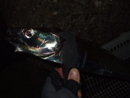 まとまった群れは居ない