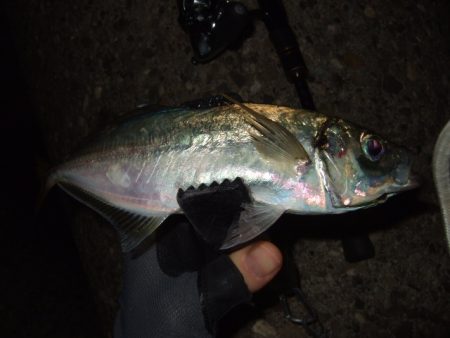 アジング釣行で五目