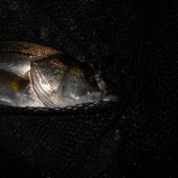 ライトシーバスゲーム…。