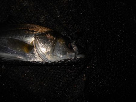 ライトシーバスゲーム…。