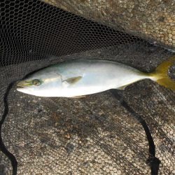 1時間半で青物4ヒット♪