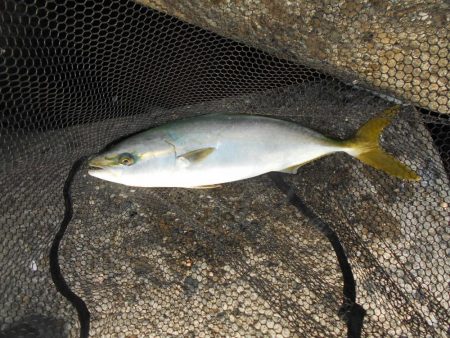 1時間半で青物4ヒット♪