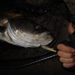 サヨリパターンでランカーヒット♪