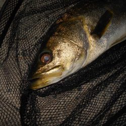 もうランカーでええや～ん