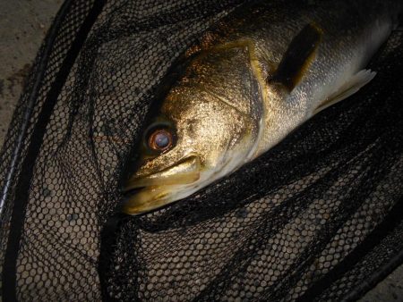 もうランカーでええや～ん