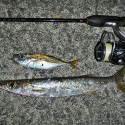 寒くなりました