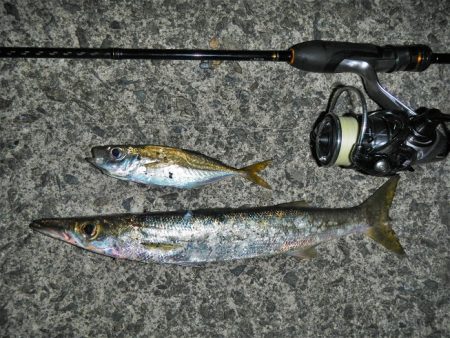 寒くなりました