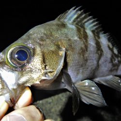 アオリイカ不発