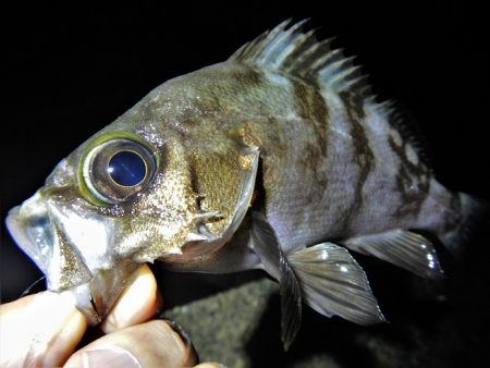 アオリイカ不発