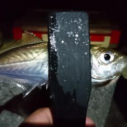 今夜もアジング