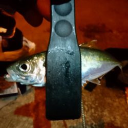 少しだけアジング！！