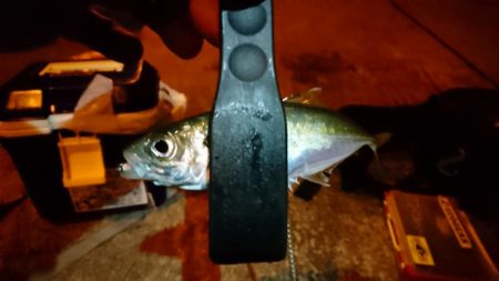 少しだけアジング！！