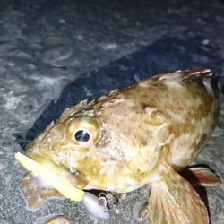 久しぶりのナイトゲーム