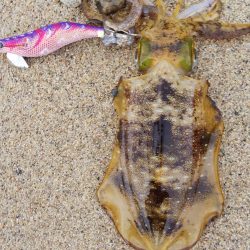 午後からエギング