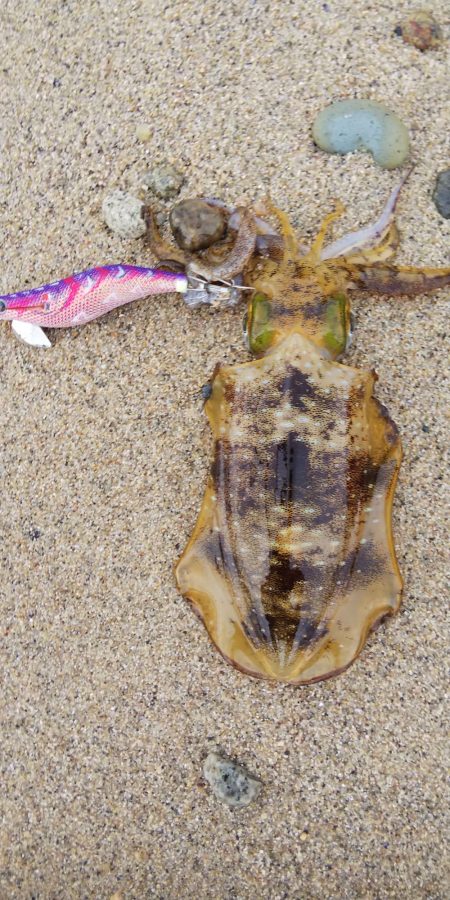 午後からエギング