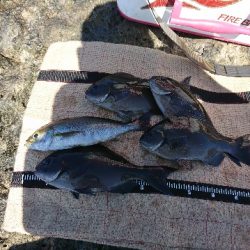 須江でグレ釣り